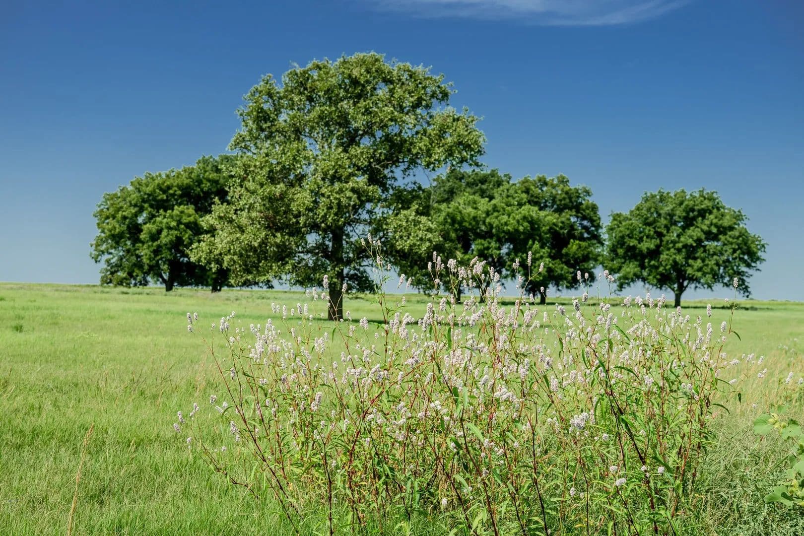 530 Acres of Land for Sale in Henrietta, TX - Henrietta, Texas, 76230