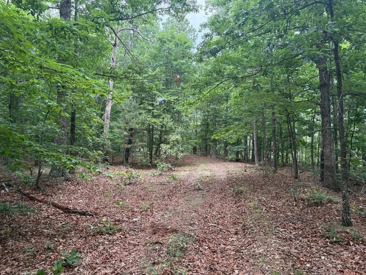 40± AC For Sale in Reynolds Co. - Ellington, Missouri, 63638