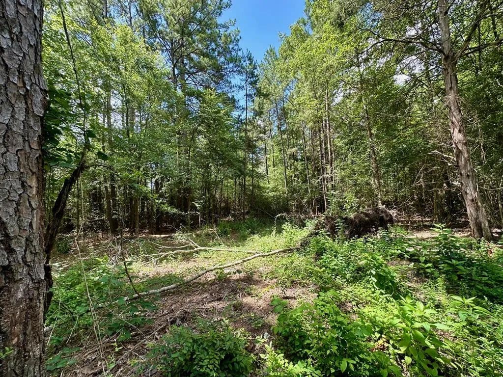 1.65 Acres of Land for Sale in Diboll, Texas - Diboll, Texas, 75591