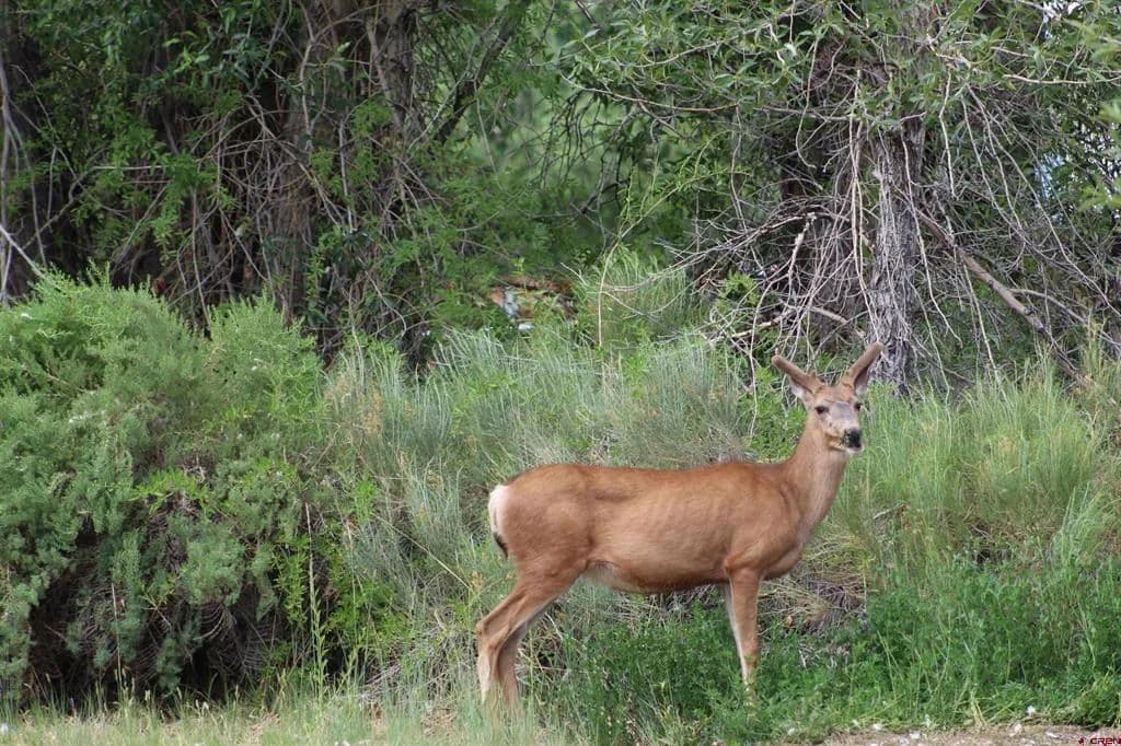 Property from TBD 5th Street - KW - Del Norte, Colorado, 81132