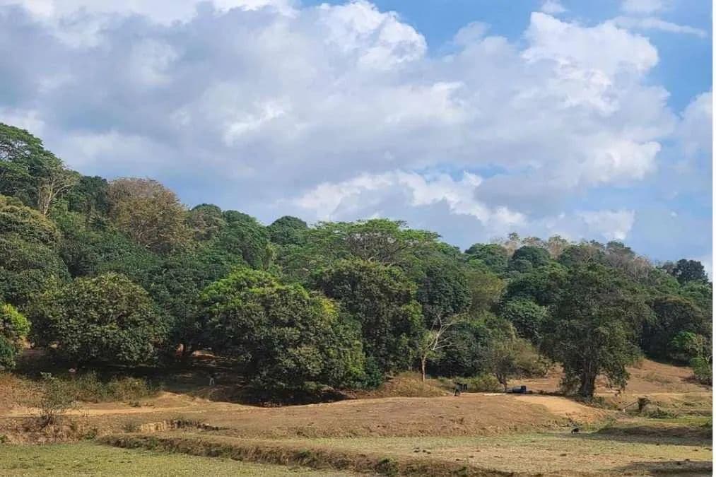 Land for Sale in Rabon, Ilocos Region - land for sale