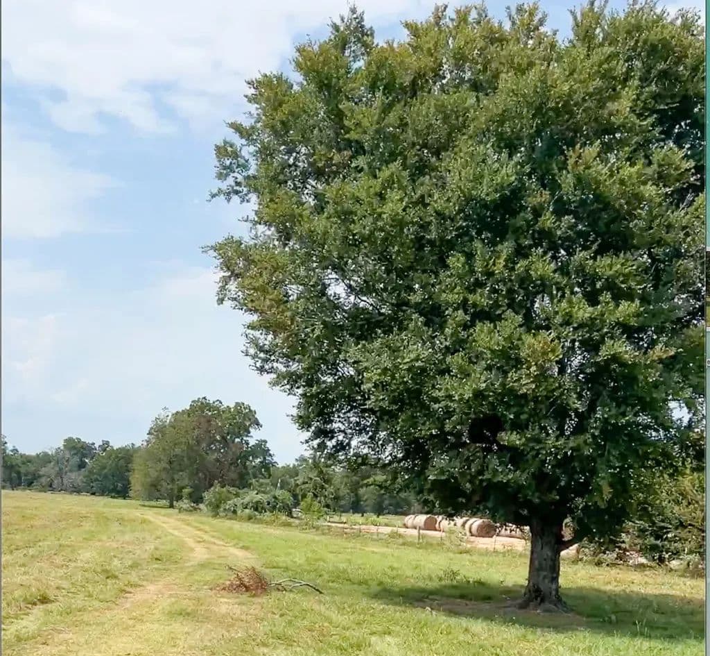 327.1 Acres of Land for Sale in Midway, TX - Midway, Texas, 75852
