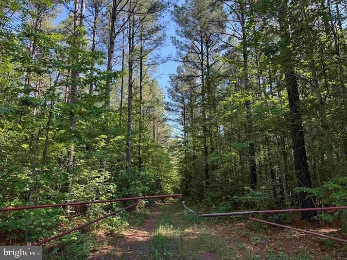 56.7 Acres of Land for Sale in Lawrenceville, Virginia - Lawrenceville, Virginia, 23868