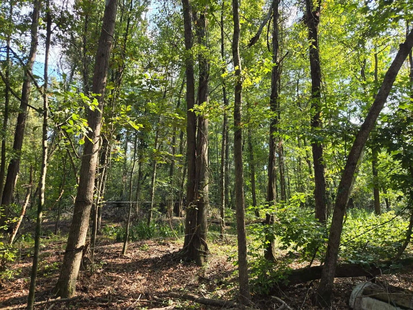 0.93 Acres of Land for Sale in Beech Island, South Carolina - Beech Island, South Carolina, 29842