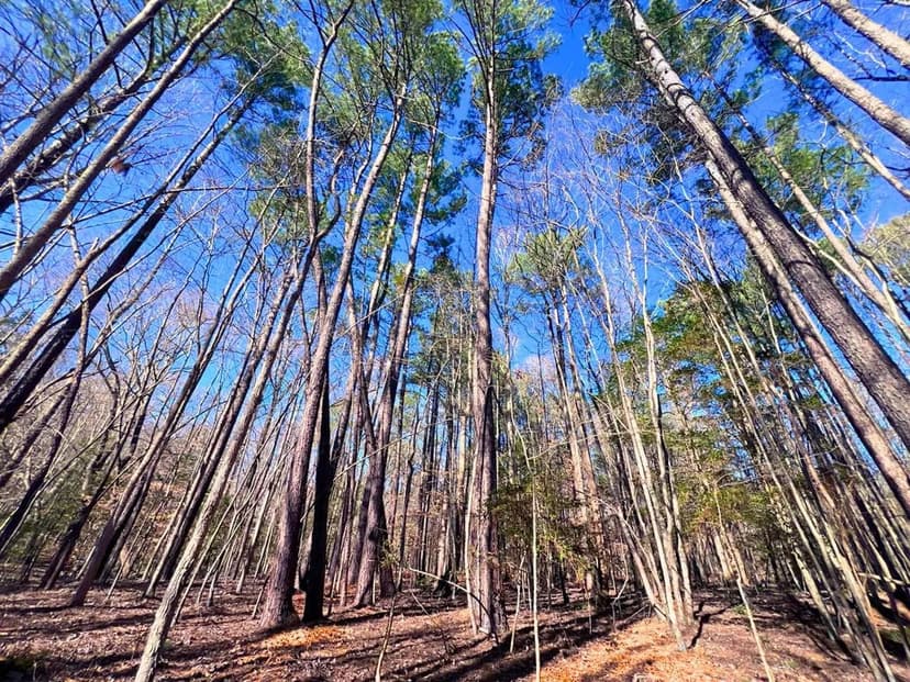 12.76 Acres of Wooded Residential & Recreational Land For Sale in Nash County, NC!