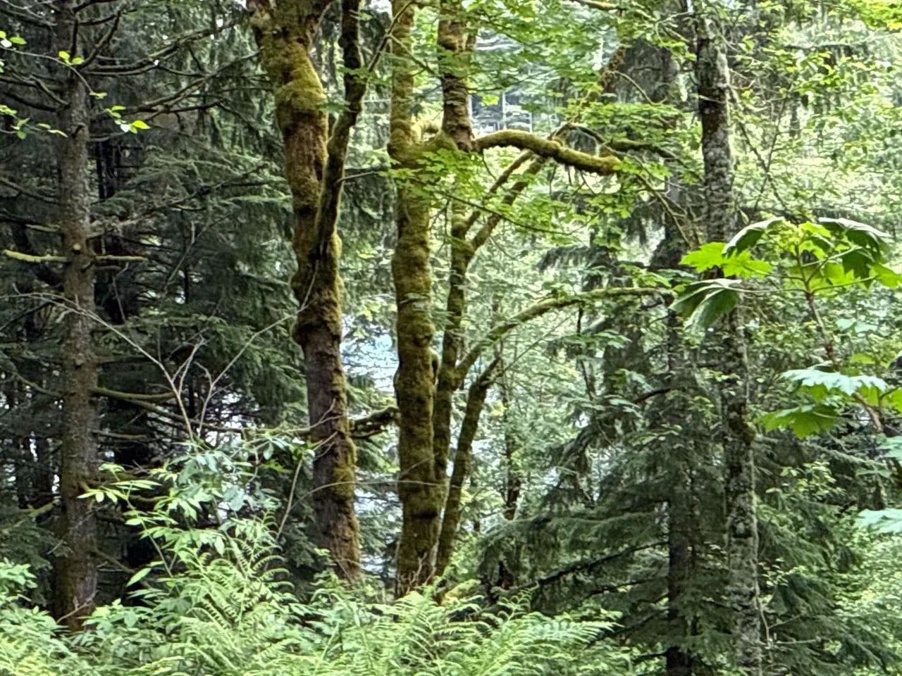 0.782 acres in Enumclaw - EnumcLaw, Washington, 98022