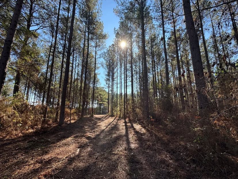120 +/- acre Pine Plantation, with Duck, Turkey & Deer Habitat Chambers Co