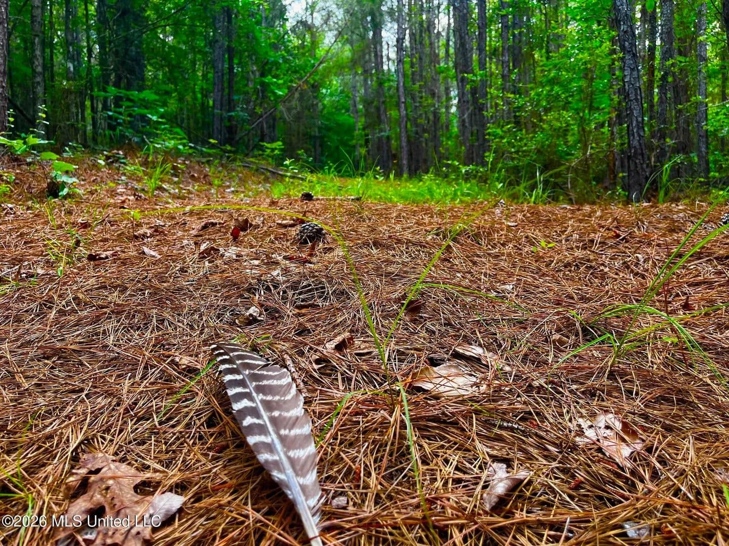 10.41 acres near Brookhaven, Mississippi - land for sale