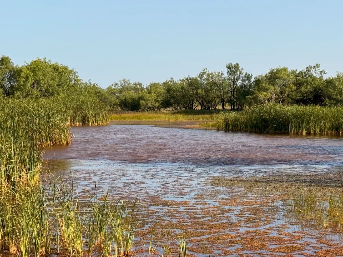 New Listing!!! 105+/- Ac (Tr 8), Taylor Co - Ovalo, Texas, 79541