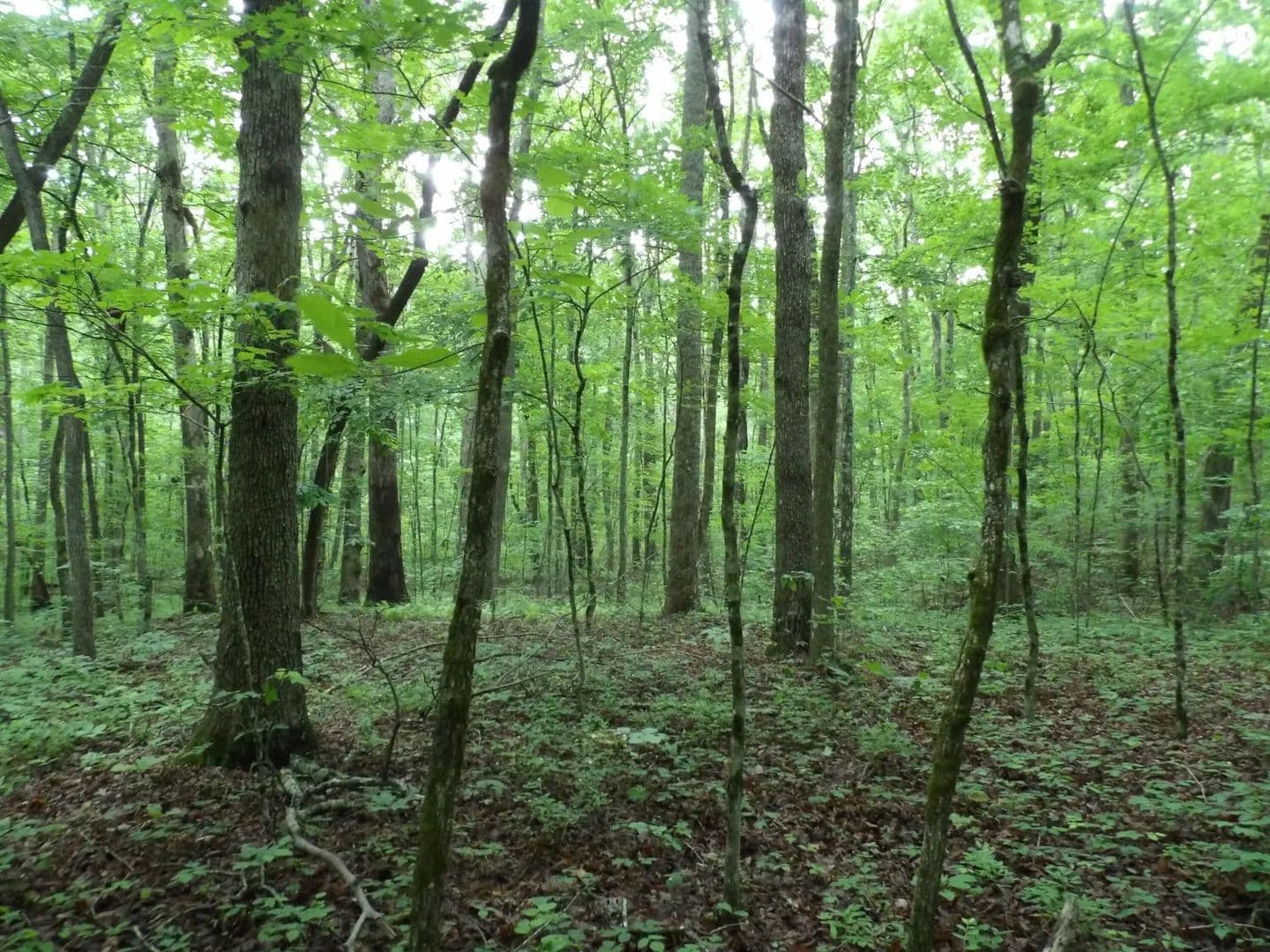 Property from 000 Beech Point Circle - KW - Crossville, Tennessee, 38572