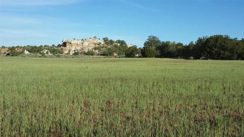 Muley Ridge - Lindrith, NM - 80 acres