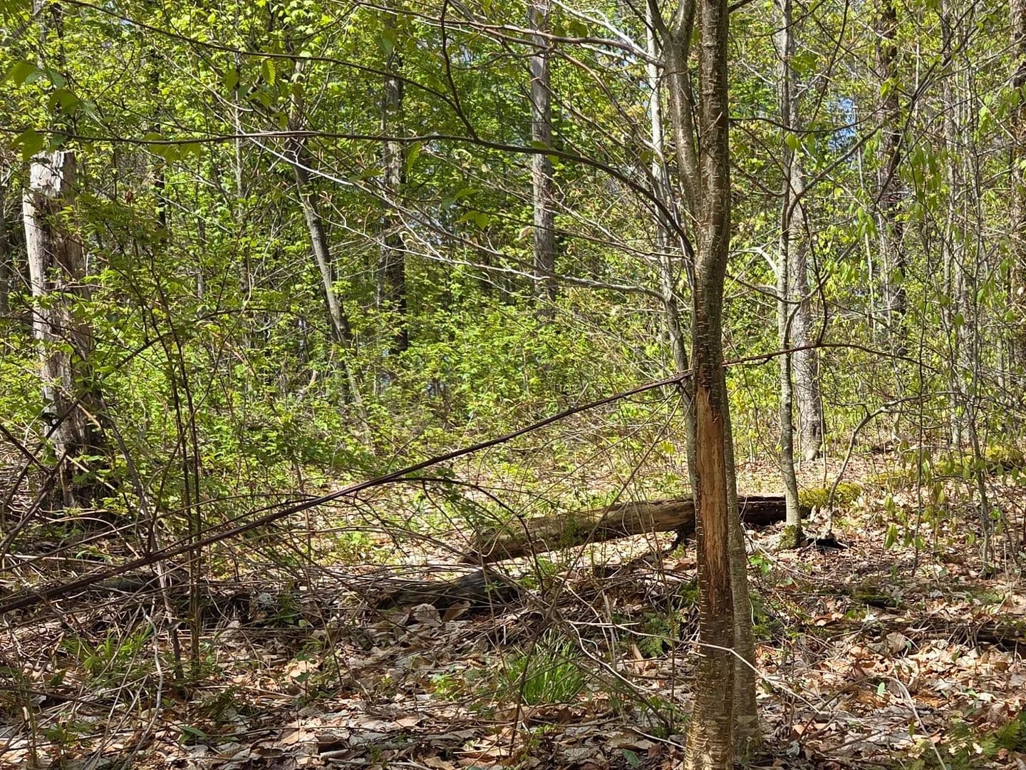 Maple Knoll at Brookfield - Brookfield, New York, 13355