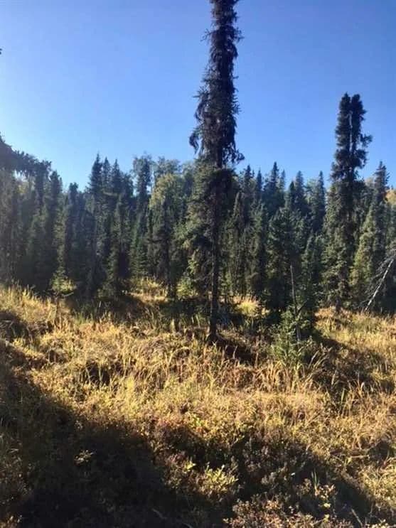 Off Grid Undeveloped Land with Trail Access