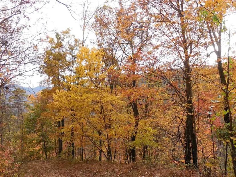 46+/- Acres near Asheville, NC! PRICE REDUCTION!