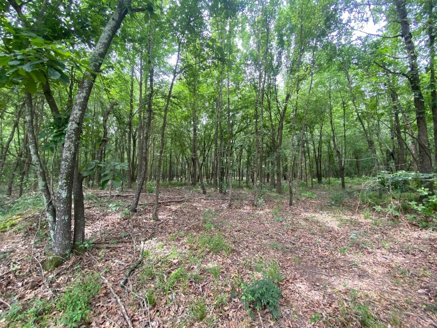 8.52 Acres of Land for Sale in Mt Pleasant, Texas - Mt Pleasant, Texas, 75455