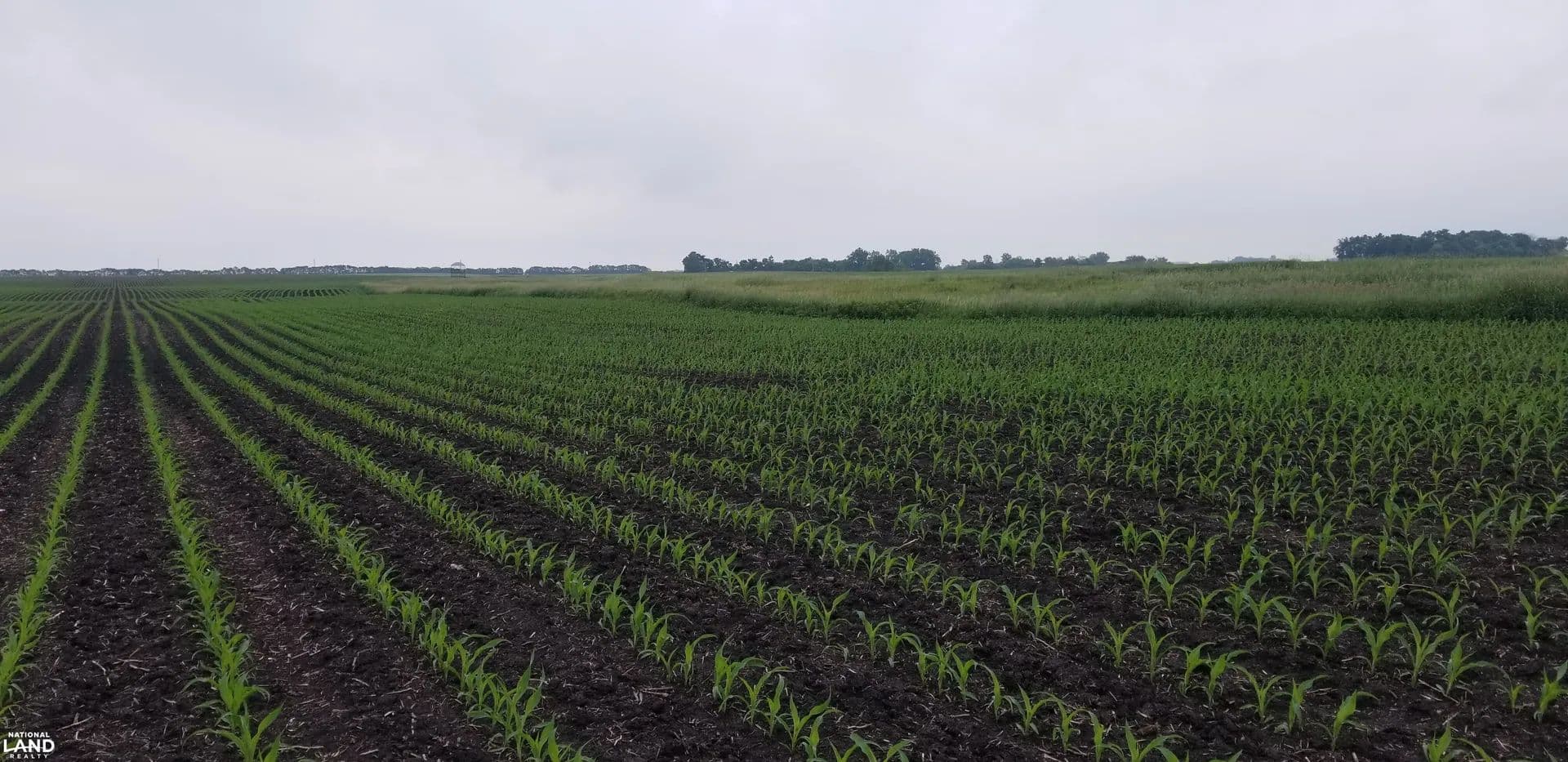 Prime 160 Acre Farmland-Investment Opportunity! - Westbrook, Minnesota, 56183