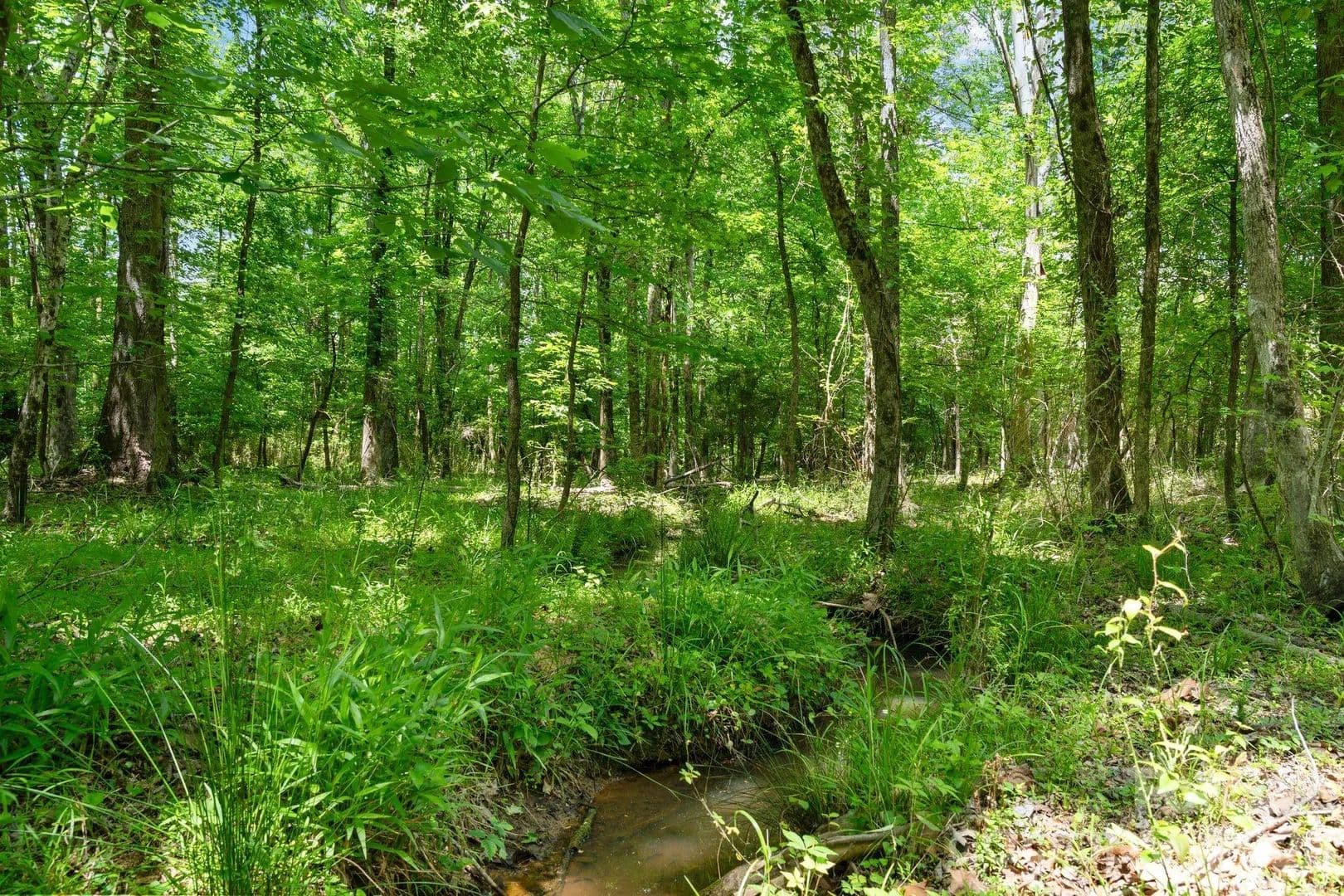 23.3 Acres of Land for Sale in Carlisle, SC - Carlisle, South Carolina, 29706