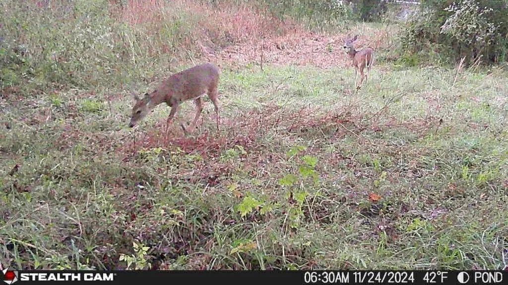 Lots & Land-Other in Deville - Deville, Louisiana, 71328