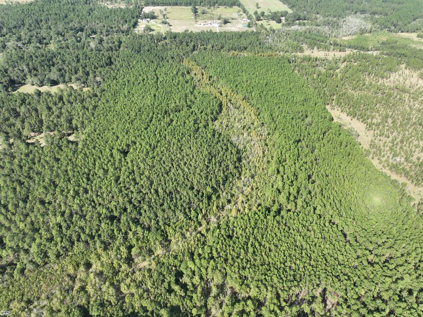 Timber Investment & Hunting Tract - Allen Parish - Ragley, Louisiana, 70657