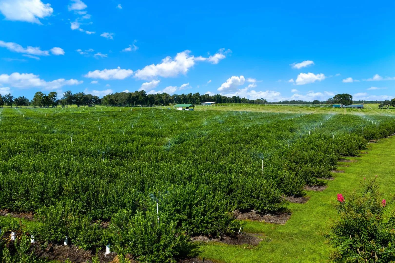 Williston Rolling Hills Blueberry and Agritourism Operation - land for sale