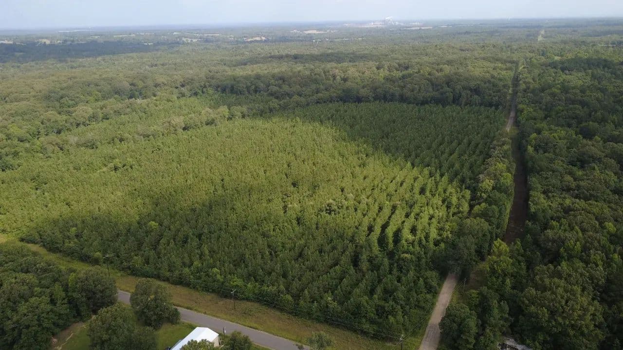 40 Acres Oklahoma Pine Plantation | Investment, Recreation & Homesite Potential - Valliant, Oklahoma, 74764