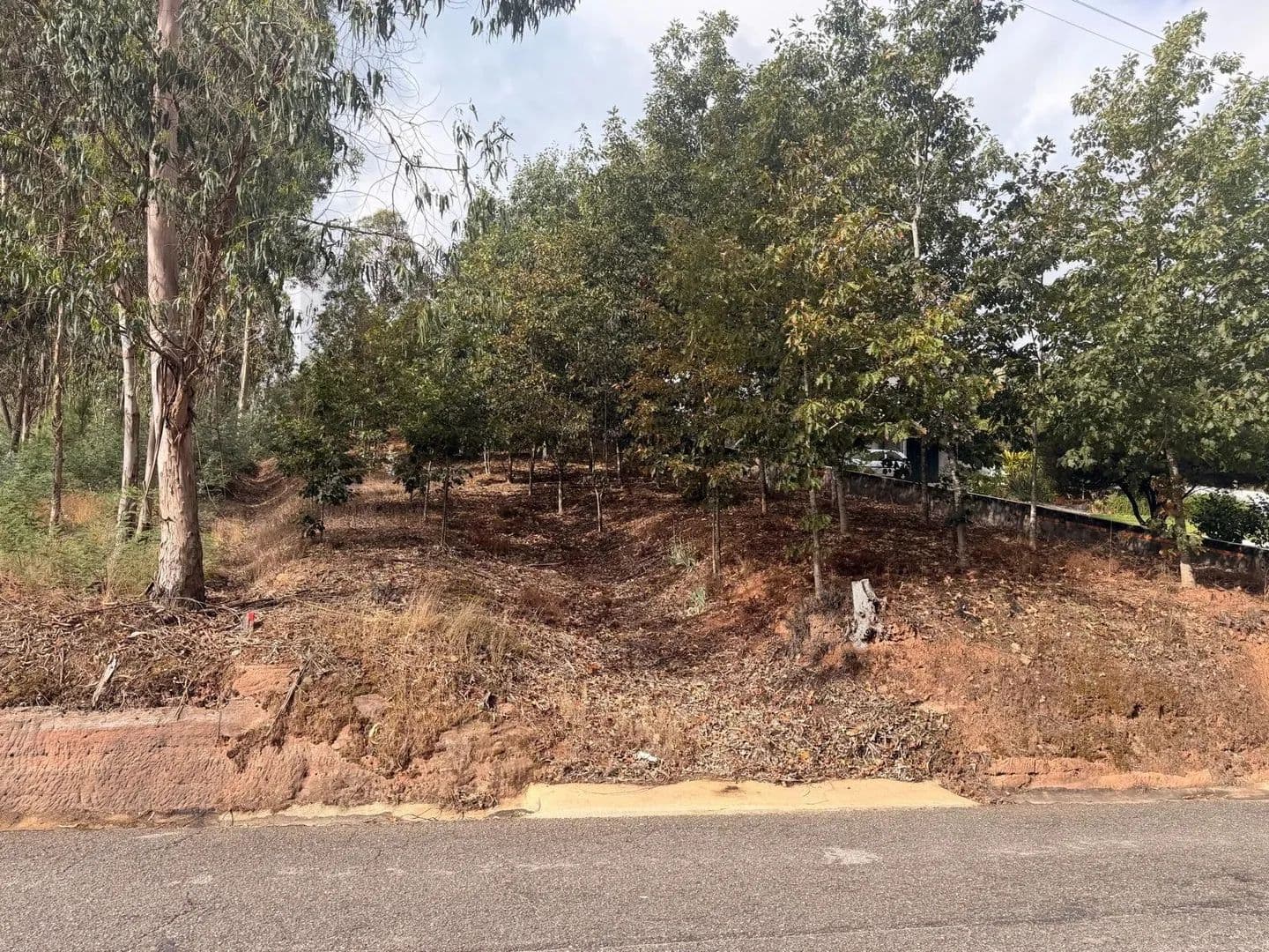 1284.77 Acres of Land for Sale in Travassô e Óis da Ribeira, Águeda - land for sale