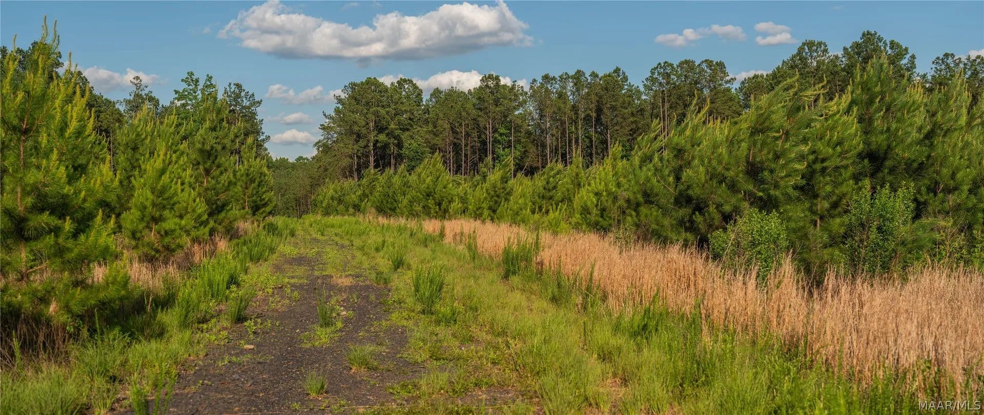 311 Acres of Land for Sale in Brookwood, Alabama - Brookwood, Alabama, 35444