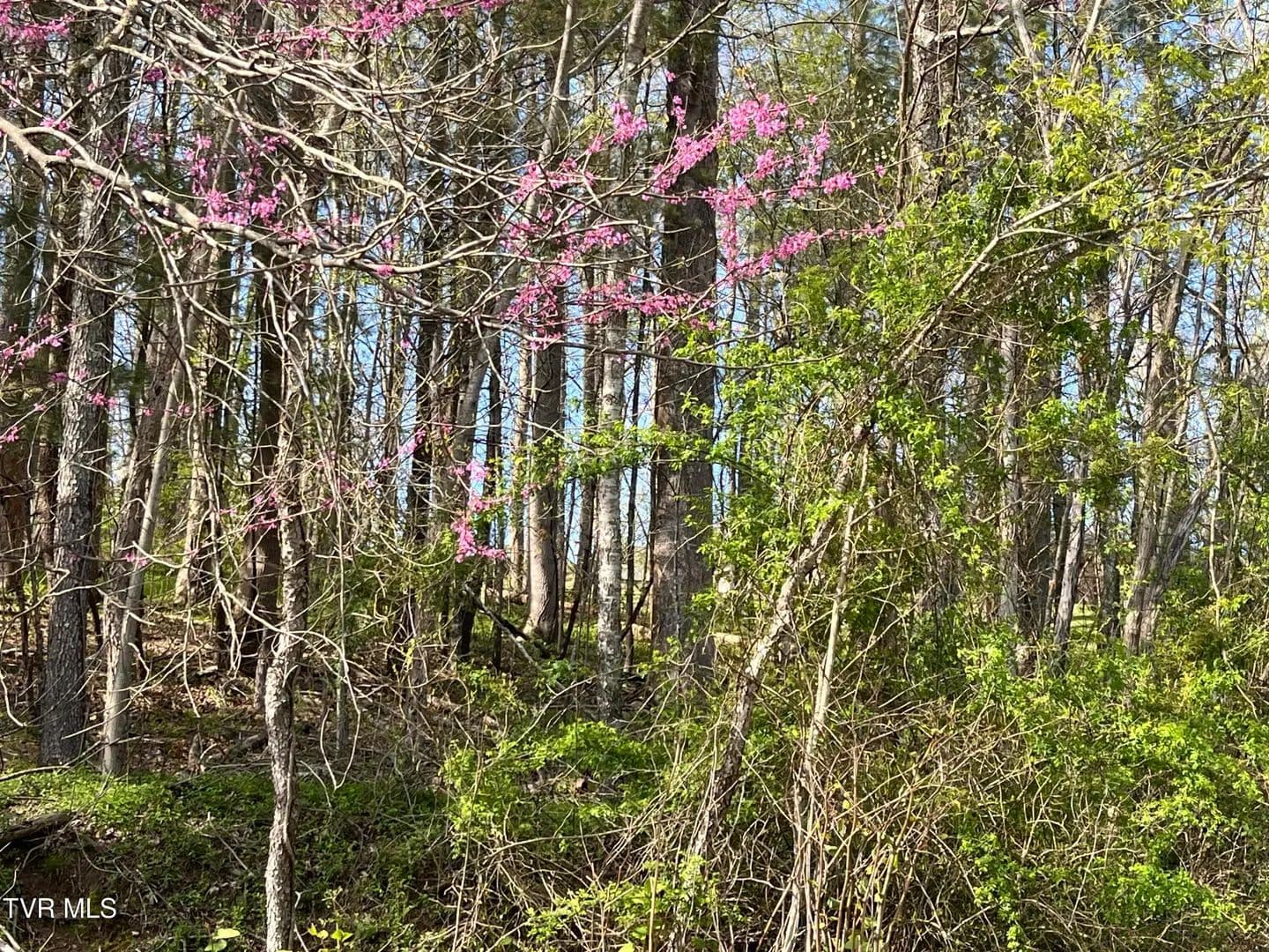 Property from 2 Lots Powell Valley Road Road - KW - Big Stone Gap, Virginia, 24219