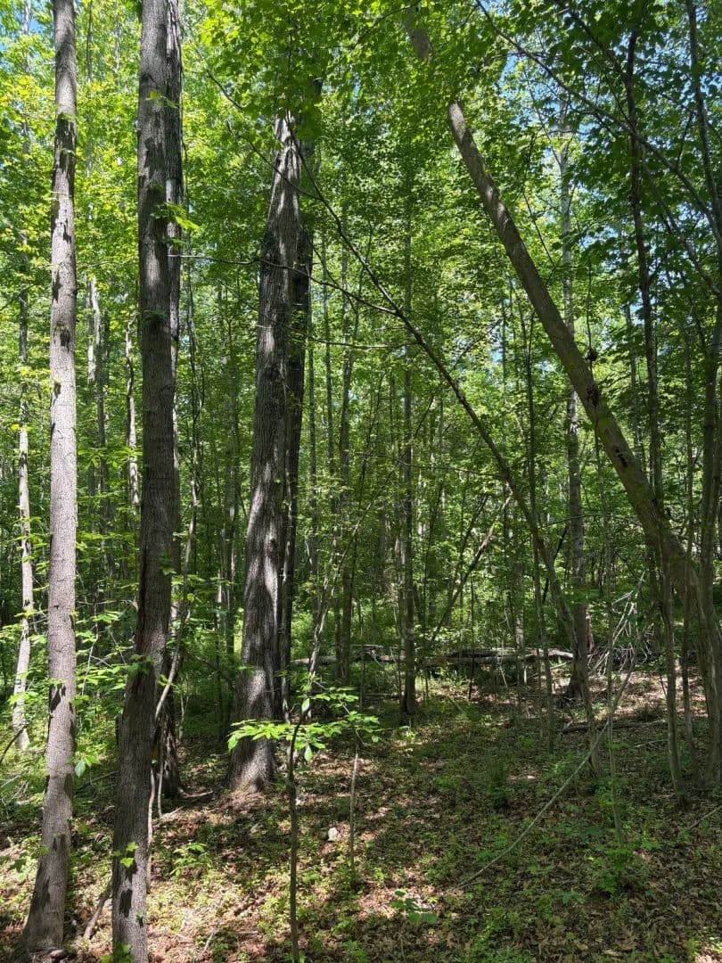 Francisco Road Tract - Farmville, Virginia, 23901