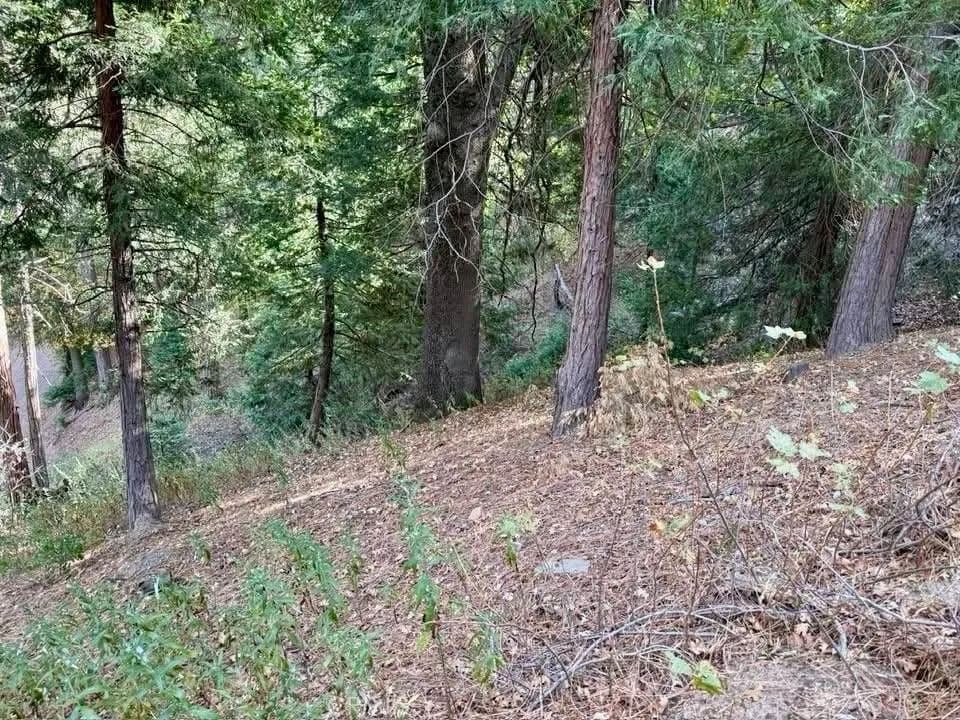 Vacant Land in Cedarpines Park - Cedarpines Park, California, 92322