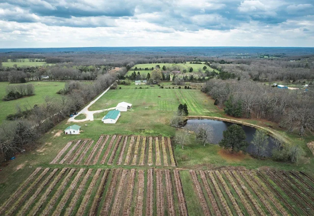 Ozark Berry Farm- U-Pick Blueberries in Leasburg MO - Leasburg, Missouri, 65535
