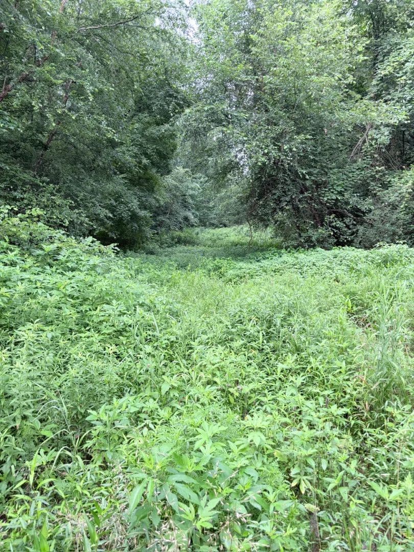 56 Acres in Van Buren County, AR - Bee Branch, Arkansas, 72013