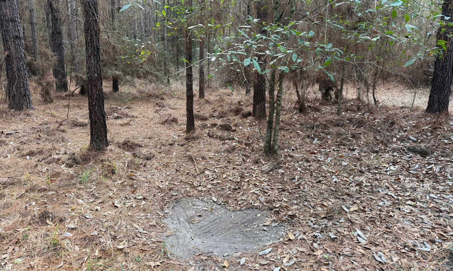 County Road 239 Rural Homesite & Recreational Tract - New Brockton, Alabama, 36351