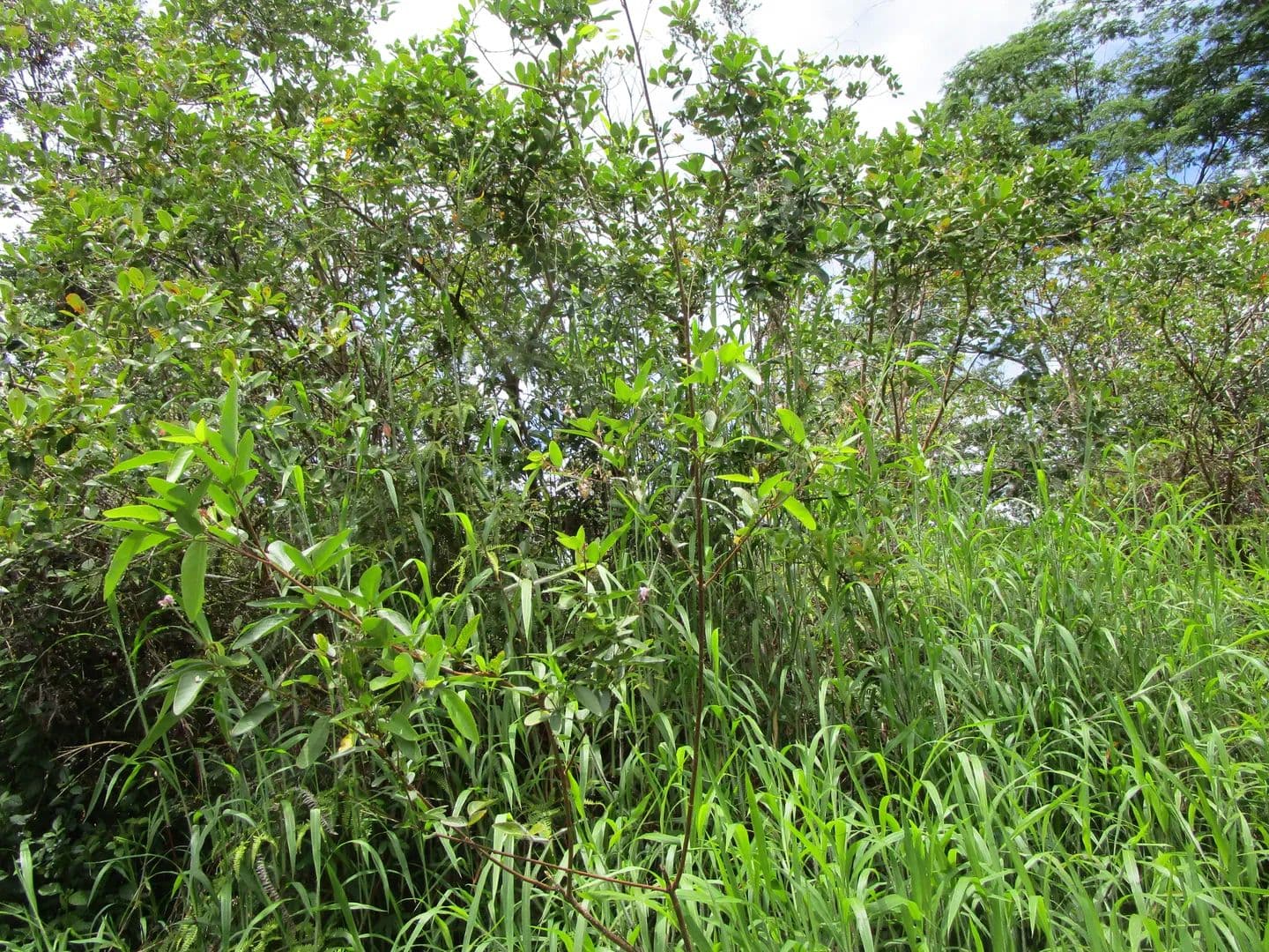 0.19 Acres of Land for Sale in Kurtistown, Hawaii - Kurtistown, Hawaii, 96760