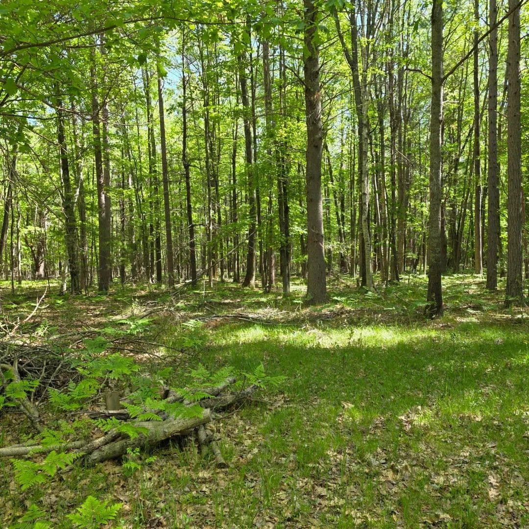 Property from 831 E London Road - KW - Harrisville, Michigan, 48740