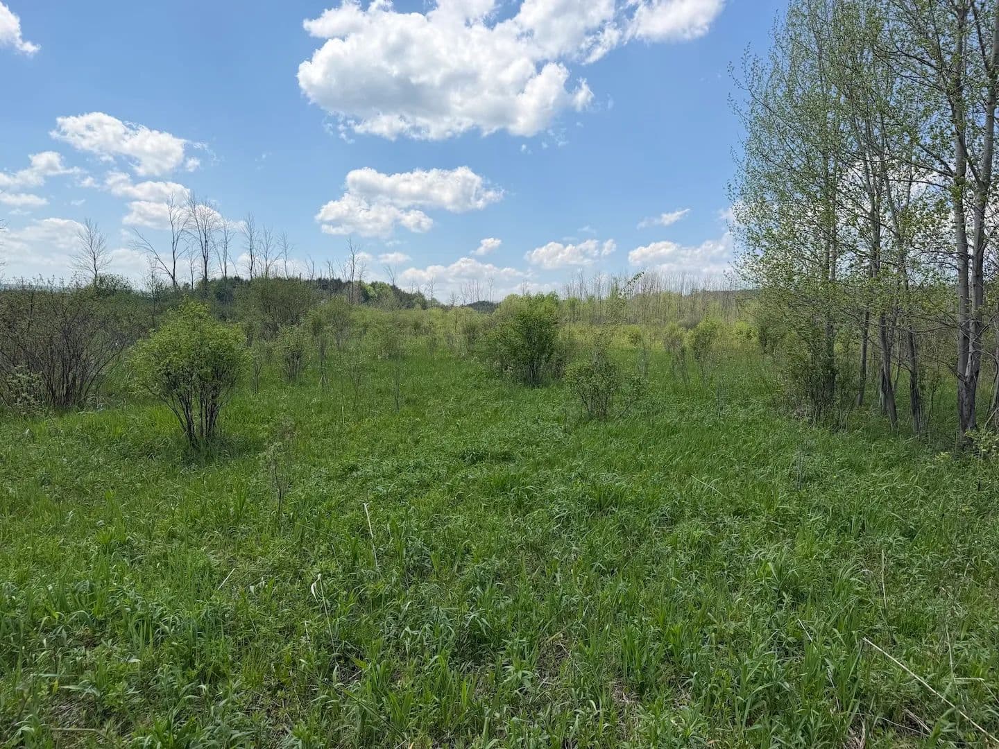 13 acres Hunting Land and Building Lot in South Dayton NY Buttermilk Road - South Dayton, New York, 14138