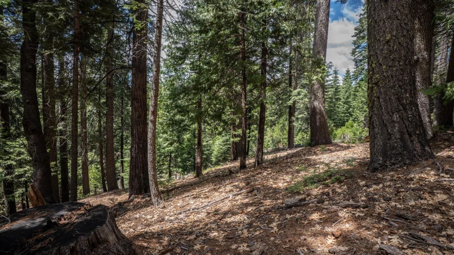 Property from 4648 Jibway Drive - KW - Dorrington, California, 95223