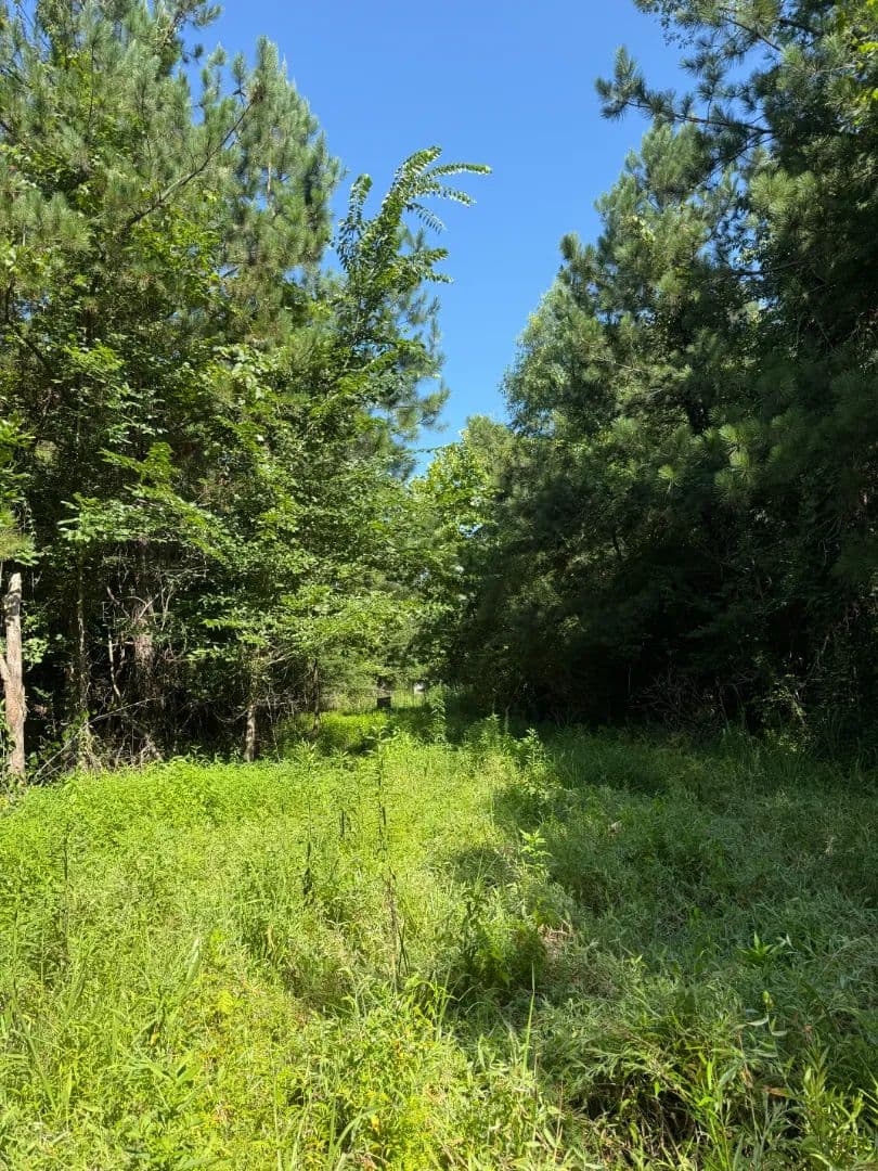 40 Acres in Montgomery County, MS - Kilmichael, Mississippi, 39747