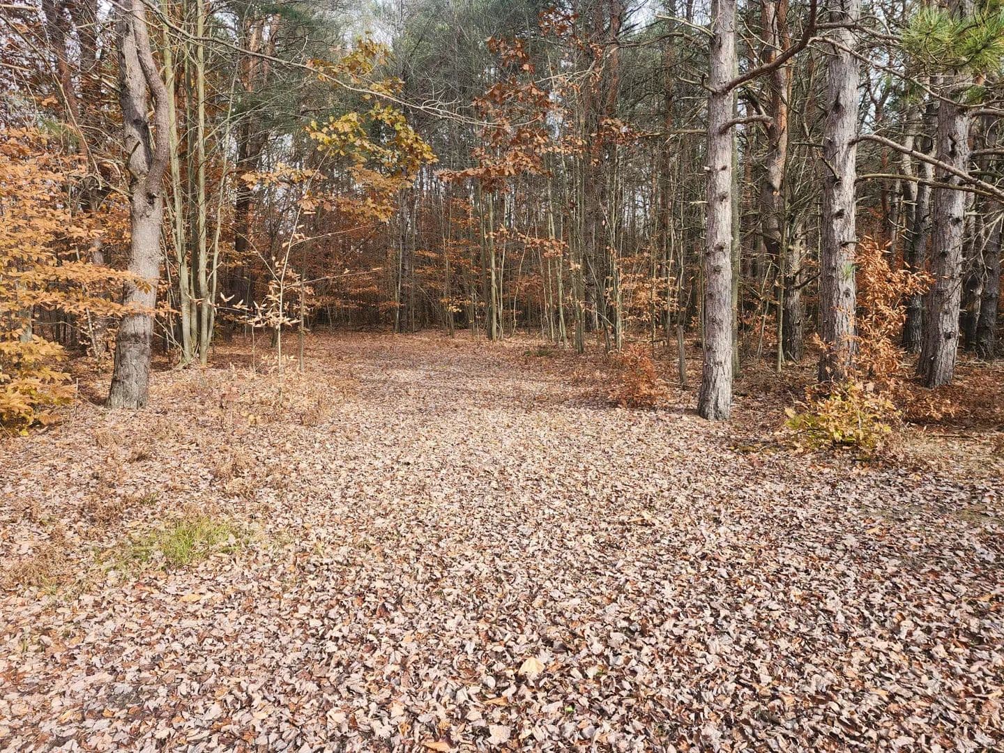 Vacant Land in Kaleva - Kaleva, Michigan, 49645