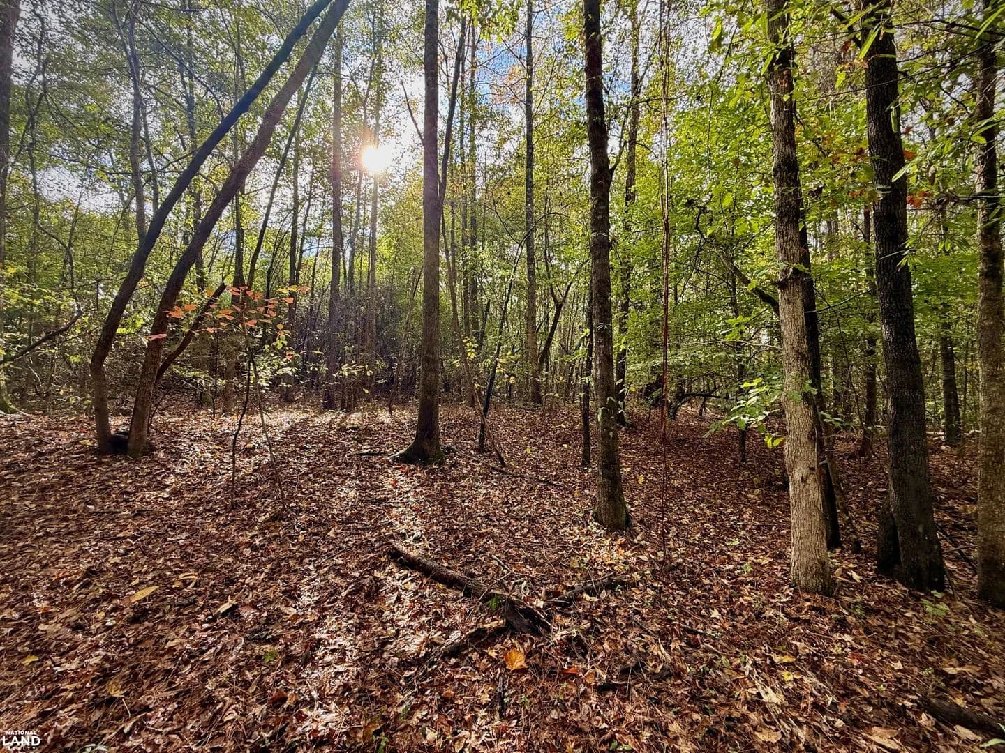 Scott Road Homesite Tract - Sipsey, Alabama, 35584