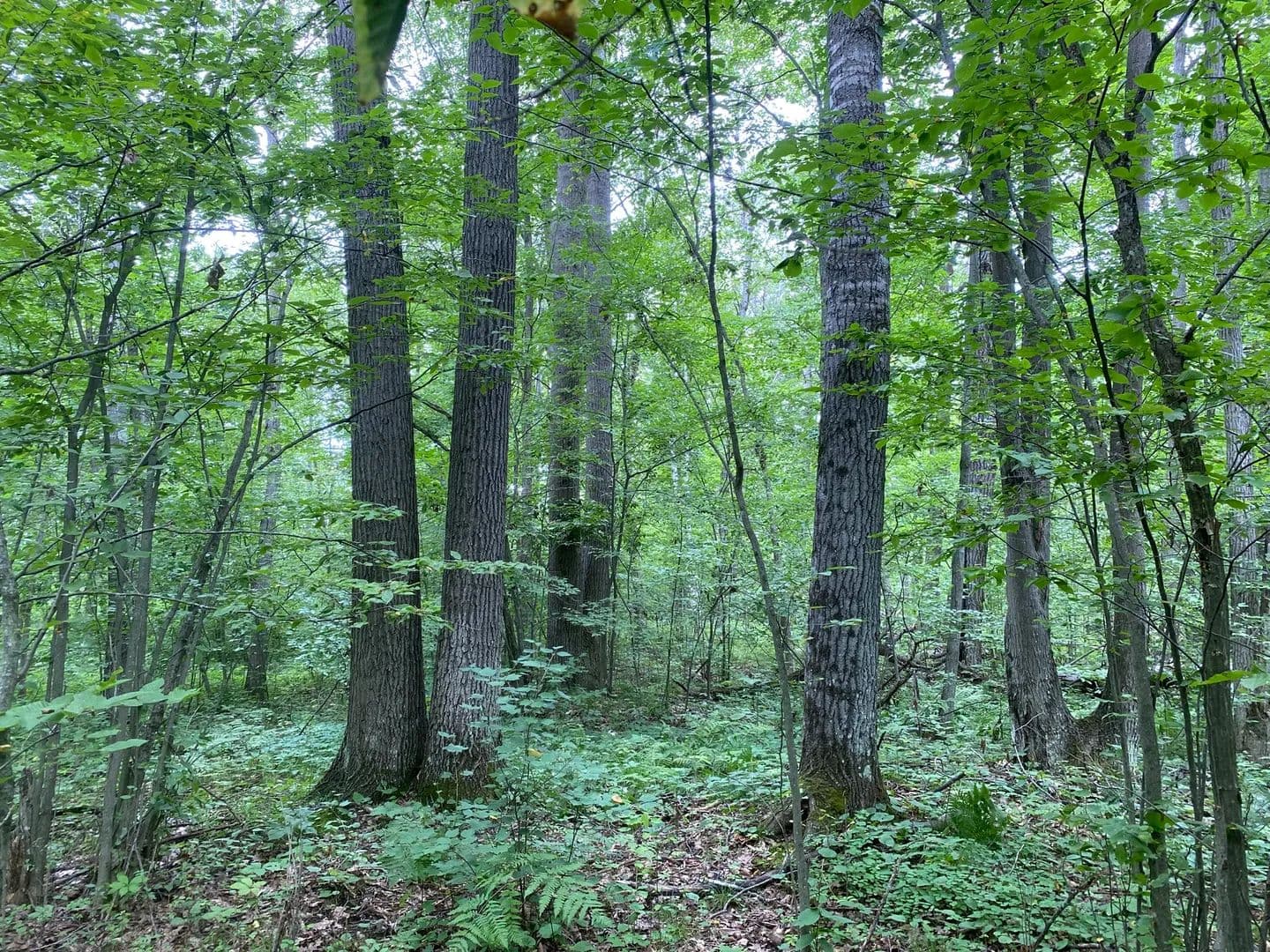 Black Lake Country - land for sale