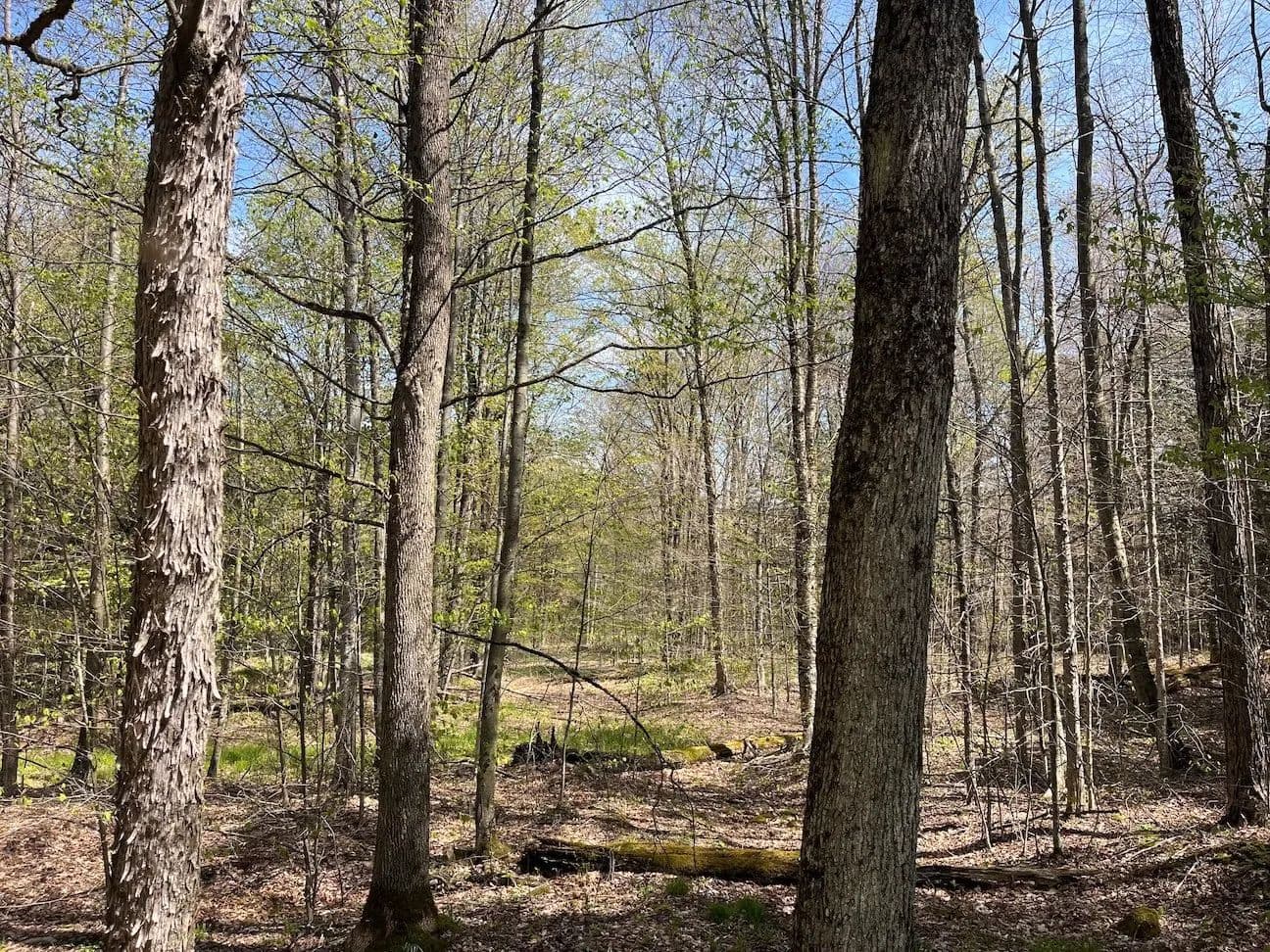 5 acres Wooded Land with Electric in Alma NY 106 Road - Alma, New York, 14708