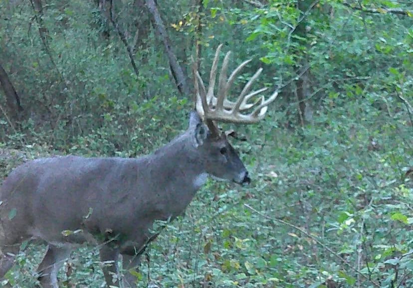 80± Acres with Trophy Deer Hunting & Potential Lake & Home Sites – Franklin County