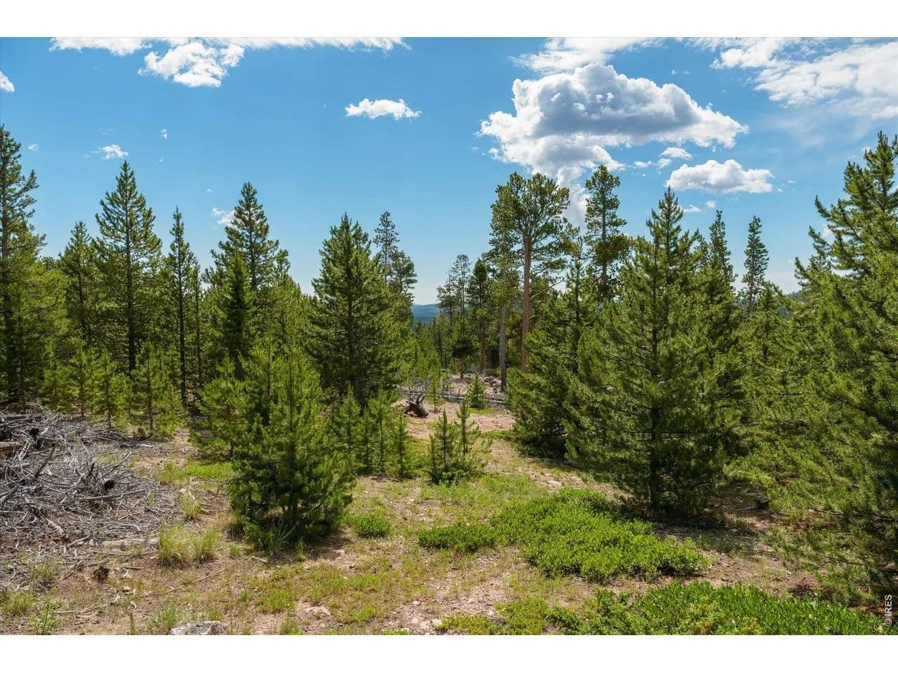16.18 Acres of Land for Sale in Red Feather Lakes, CO - Red Feather Lakes, Colorado, 80545