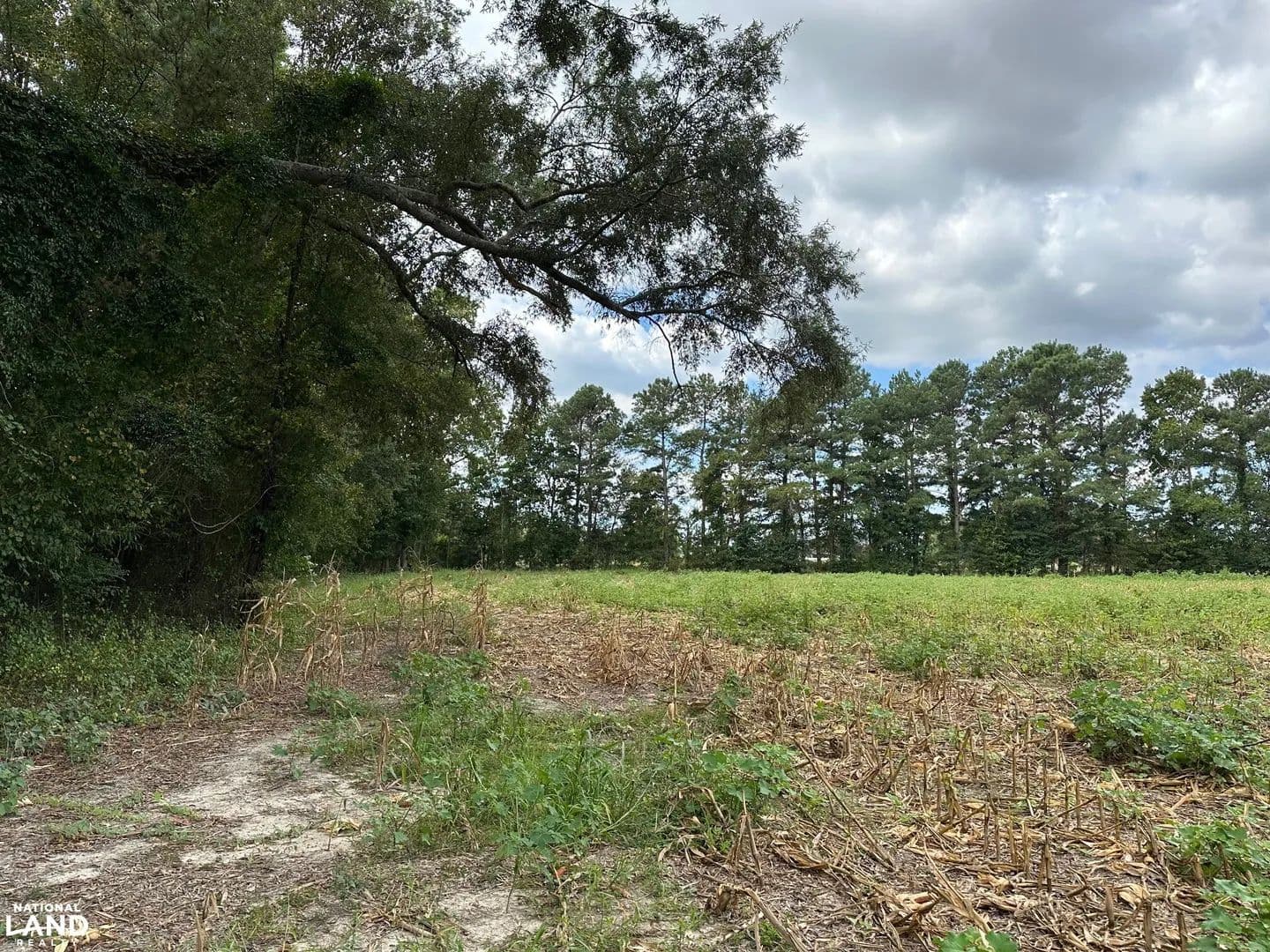 Raynham Farmland/Timber - Rowland, North Carolina, 28383