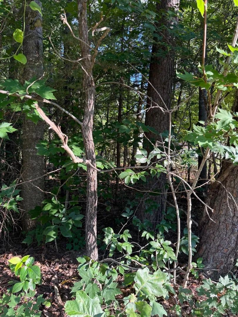 31.06 Acres of Land for Sale in Culpeper, Virginia - Culpeper, Virginia, 22701