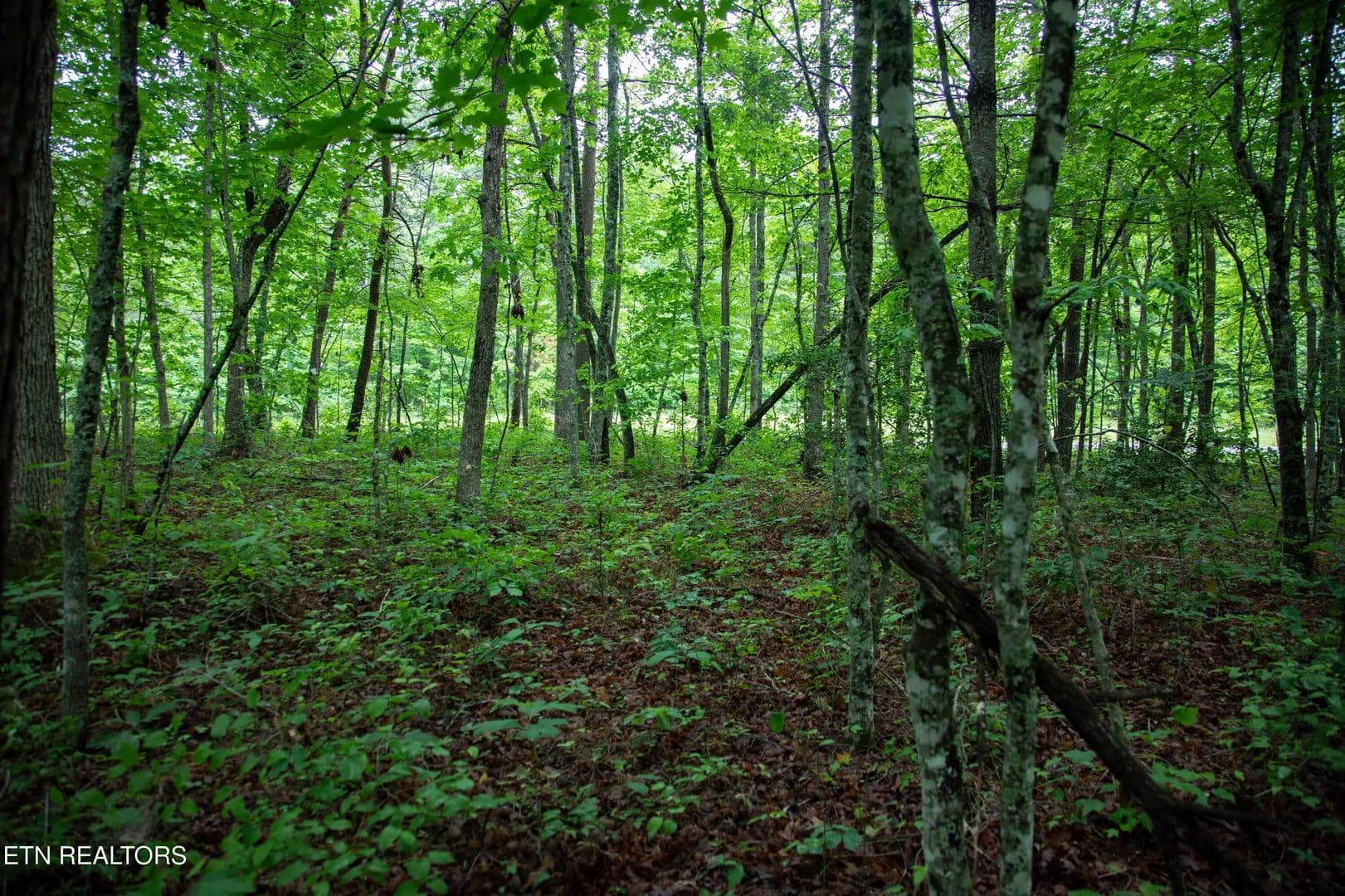 1.1 Acres of Land for Sale in Monterey, Tennessee - Monterey, Tennessee, 38574