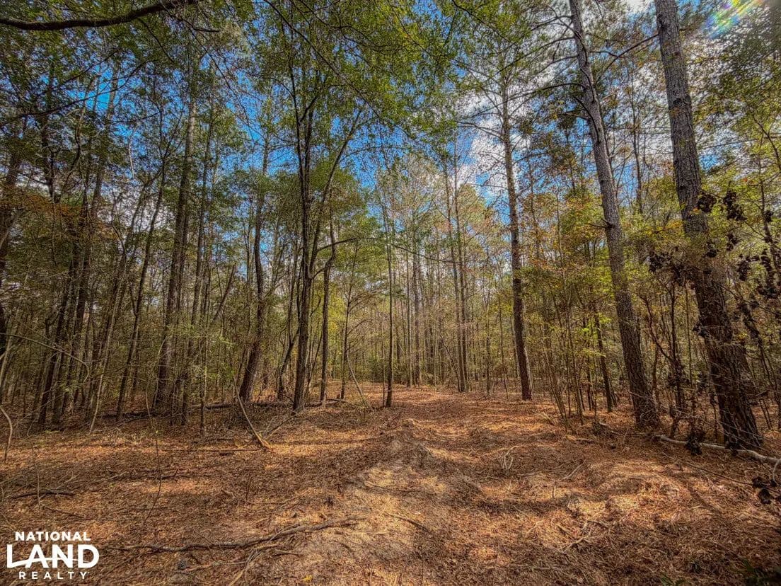 South Chilton Co Hunting and Home Site Tract - Maplesville, Alabama, 36750