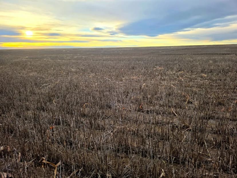 Nice Quarter of Tillable Cropland on the Yuma/Phillips County Line