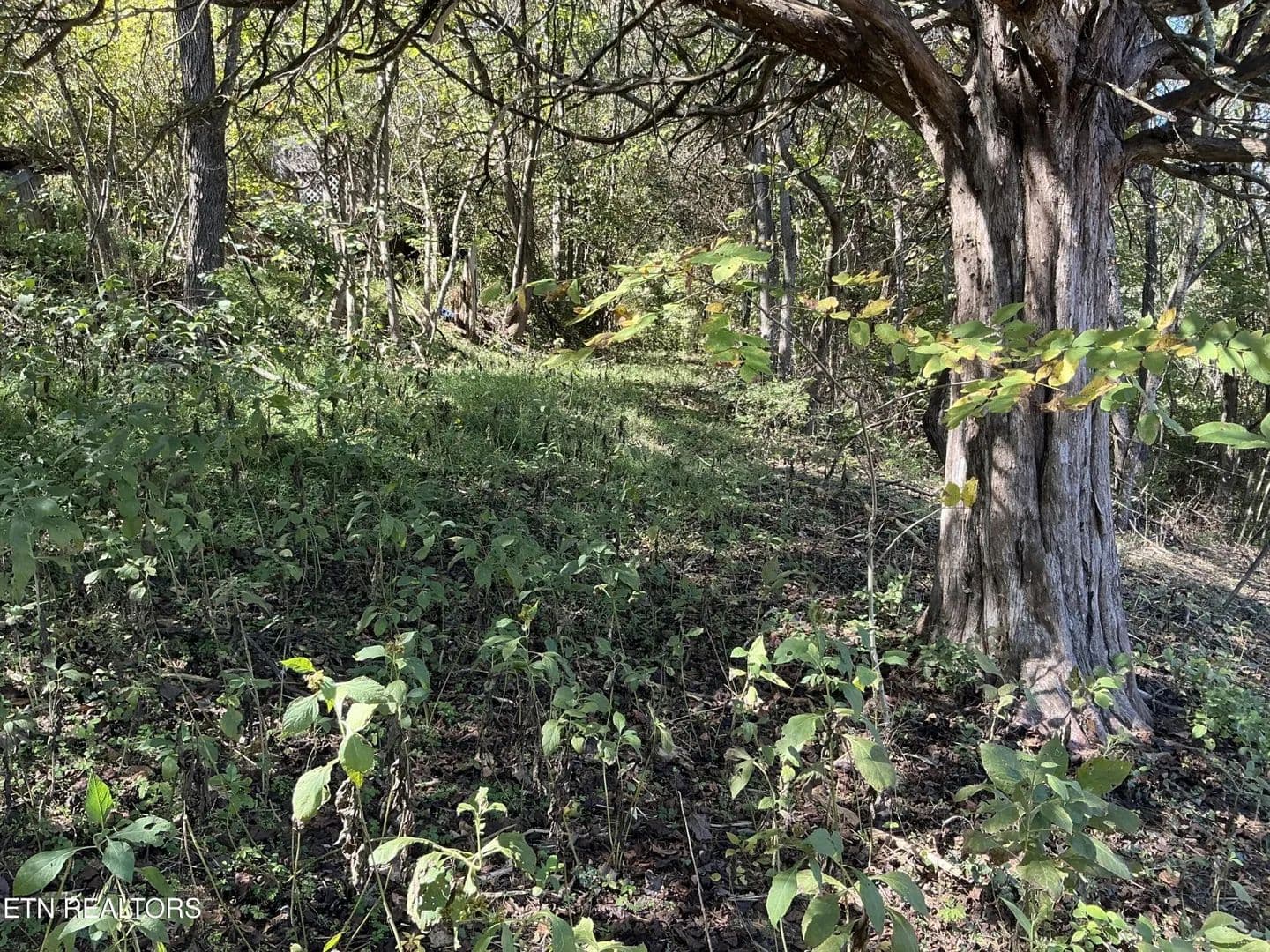 Property from 0 Moore Ln - KW - Powell, Tennessee, 37849